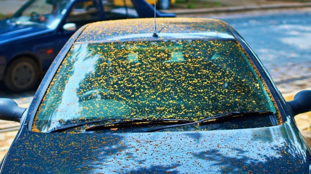 Carro com capô e para-brisa cobertos por pólen no carro Carro com capô e para-brisa cobertos por pólen no carro